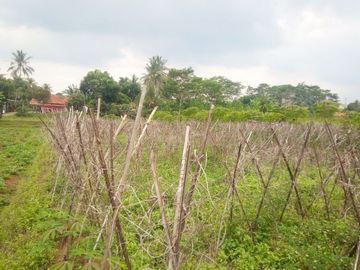 1 Ha Tanah Kebun untuk Kawasan Industri, Ciharashas, Cipeundeuy, Bandung Barat.