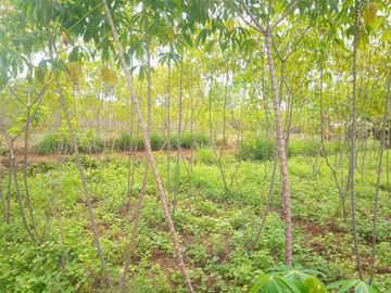 1 Ha Tanah Kebun untuk Kawasan Industri, Ciharashas, Cipeundeuy, Bandung Barat.
