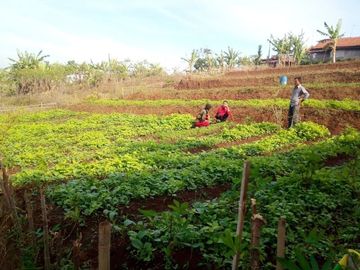 92 Tumbak Kebun Sayur Dekat Pemkab Bandung Barat Pasirsalam, Ngamprah
