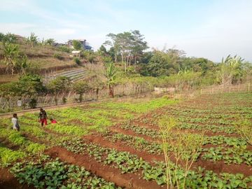 92 Tumbak Kebun Sayur Dekat Pemkab Bandung Barat Pasirsalam, Ngamprah