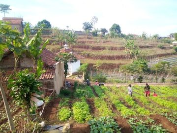 92 Tumbak Kebun Sayur Dekat Pemkab Bandung Barat Pasirsalam, Ngamprah