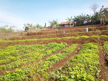 92 Tumbak Kebun Sayur Dekat Pemkab Bandung Barat Pasirsalam, Ngamprah