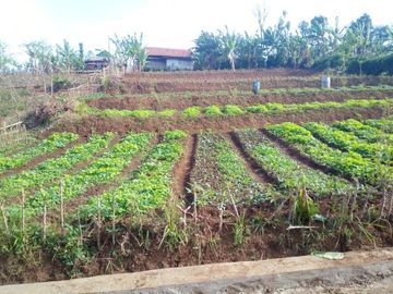 92 Tumbak Kebun Sayur Dekat Pemkab Bandung Barat Pasirsalam, Ngamprah
