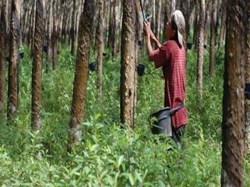 Dijual Cepat Tanah Perkebunan Karet 650 Ha Di Sukabumi