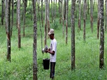 Dijual Cepat Tanah Perkebunan Karet 650 Ha Di Sukabumi