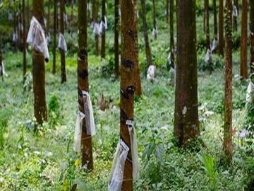 Dijual Cepat Tanah Perkebunan Karet 650 Ha Di Sukabumi
