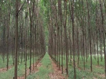 Dijual Cepat Tanah Perkebunan Karet 650 Ha Di Sukabumi