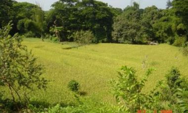 Agricultural Lot for Sale in Bauang, La