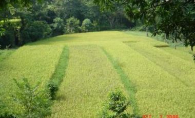 Agricultural Lot for Sale in Bauang, La