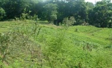 Agricultural Lot for Sale in Bauang, La