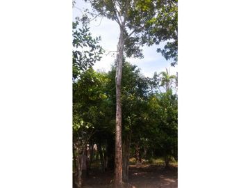 Fundo en Venta - Ucayali - Atalaya