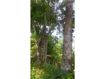 Fundo en Venta - Ucayali - Atalaya
