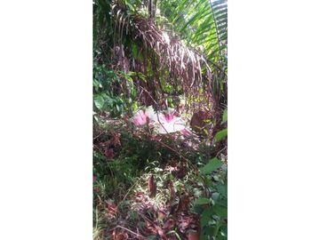Fundo en Venta - Ucayali - Atalaya
