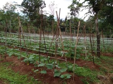 Dijual Tanah Perkebunan 740 Hektar Di Malangbong Kota Garut