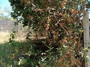 Venta de Terreno Campestre en Suchitlán Calle Clavel Fraccion A Lote 282
