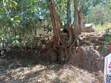 Venta de Terreno Campestre en Suchitlán Calle Clavel Fraccion A Lote 282