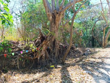 Venta de Terreno Campestre en Suchitlán Calle Clavel Fraccion A Lote 282