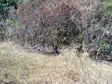 Venta de Terreno Campestre en Suchitlán Calle Clavel Fraccion A Lote 282