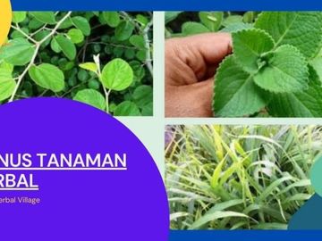 Tanah Lingkungan Pesantren Luas 72 m2 di Maros Bonus Tanaman Herbal