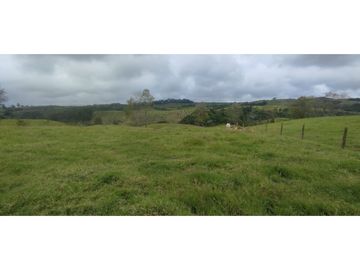 SE VENDE LOTE EN CIRCASIA