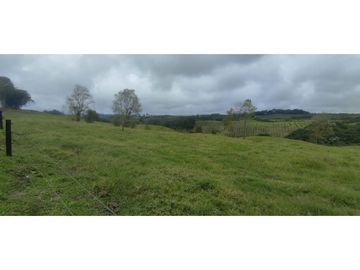 SE VENDE LOTE EN CIRCASIA