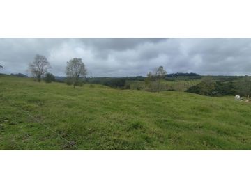SE VENDE LOTE EN CIRCASIA