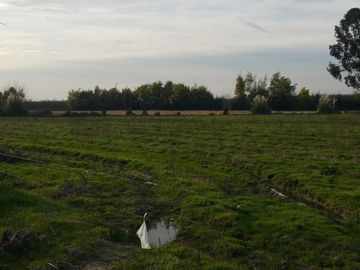 TERRENO DE 8 HECTÁREAS, A UN COSTADO DE CARRETERA 5 SUR.