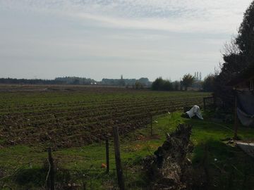TERRENO DE 8 HECTÁREAS, A UN COSTADO DE CARRETERA 5 SUR.