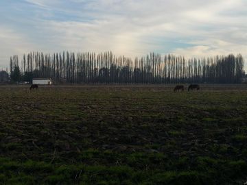 TERRENO DE 8 HECTÁREAS, A UN COSTADO DE CARRETERA 5 SUR.