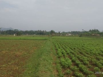 Tanah Kavling di Ciseeng