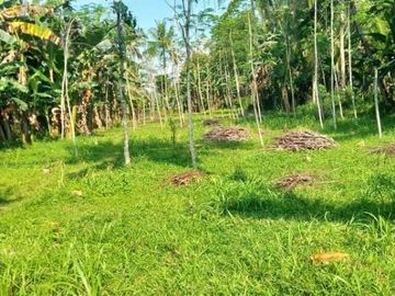 Kavling SIap Bangun di Jember, Harga Mulai 50jutaan