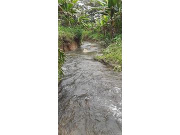 Se Vende Finca Productora de CACAO. PLATANO Y Madera