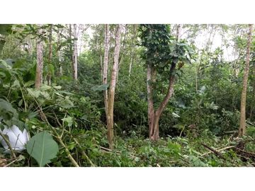 Se Vende Finca Productora de CACAO. PLATANO Y Madera