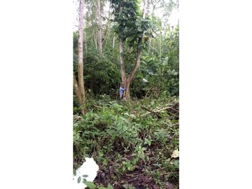 Se Vende Finca Productora de CACAO. PLATANO Y Madera