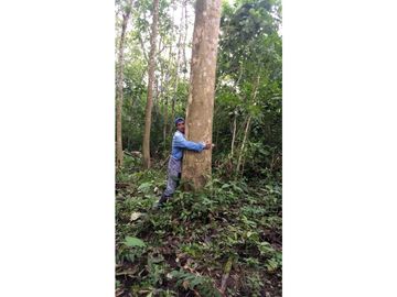 Se Vende Finca Productora de CACAO. PLATANO Y Madera