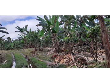 Se Vende Finca Productora de CACAO. PLATANO Y Madera