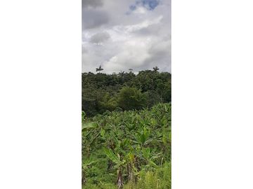 Se Vende Finca Productora de CACAO. PLATANO Y Madera