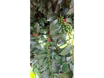 Venta FINCA  AUTOSOSTENIBLE, Rionegro, Vereda MaMpuesto