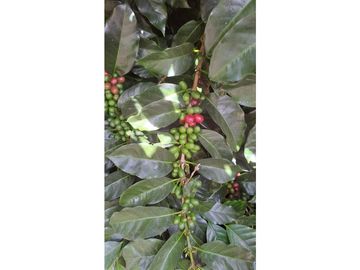 Venta FINCA  AUTOSOSTENIBLE, Rionegro, Vereda MaMpuesto