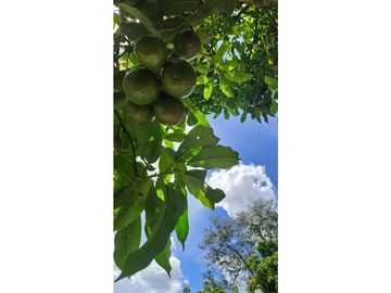 Venta FINCA  AUTOSOSTENIBLE, Rionegro, Vereda MaMpuesto