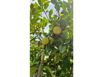 Venta FINCA  AUTOSOSTENIBLE, Rionegro, Vereda MaMpuesto