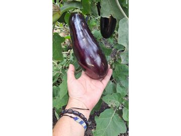 Venta FINCA  AUTOSOSTENIBLE, Rionegro, Vereda MaMpuesto