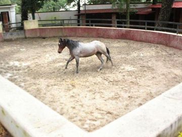 Rancho ecuestre en medio del bosque en Huitzilac, Morelos