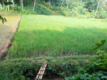 350 Tumbak Sawah di Desa Ngamprah, Bandung Barat