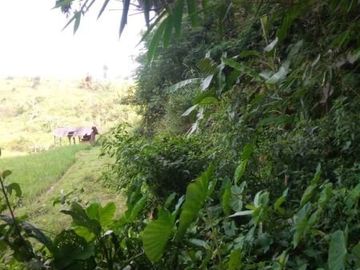 350 Tumbak Sawah di Desa Ngamprah, Bandung Barat