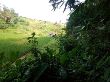 350 Tumbak Sawah di Desa Ngamprah, Bandung Barat