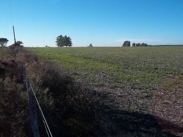 Campo Agricola en Concordia Entre Rios 170 hectareas