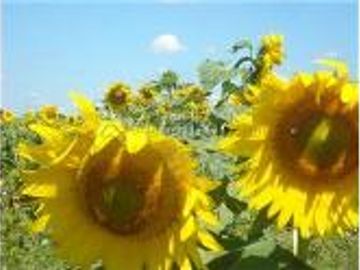 Campo Agricola en Concordia Entre Rios 170 hectareas