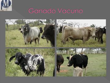 Rancho ganadero y de cultivo