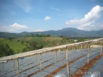 Jual Tanah Perkebunan 135 Ha Di Cipanas Kota Cianjur